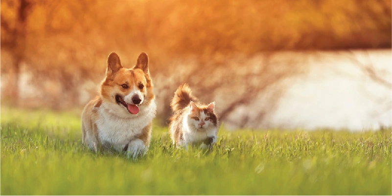 Active Pet Park